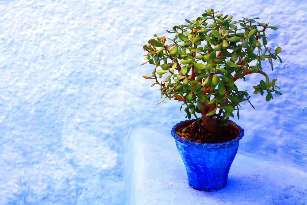 plante en hiver
