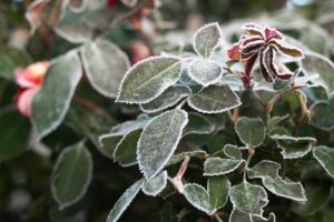 Nos conseils pour protéger les plantes en hiver