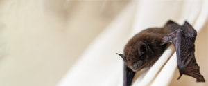 Comment chasser une chauve-souris chez soi ?