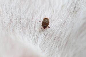 Comment lutter efficacement contre les punaises de lit dans sa maison ?