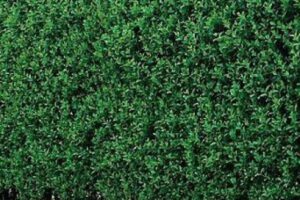 Quelles sont les plantes à utiliser, poussant vite pour avoir un brise-vue ?