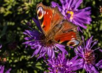 Comment éliminer le papillon du géranium ?<div class="yasr-vv-stars-title-container"><div class='yasr-stars-title yasr-rater-stars'
id='yasr-visitor-votes-readonly-rater-aad1ab606c712'
data-rating='3.7'
data-rater-starsize='16'
data-rater-postid='1531'
data-rater-readonly='true'
data-readonly-attribute='true'
></div><span class='yasr-stars-title-average'>3.7 (3)</span></div> Comment éliminer le papillon du géranium ?<div class="yasr-vv-stars-title-container"><div class='yasr-stars-title yasr-rater-stars'
id='yasr-visitor-votes-readonly-rater-ac6a002a7126c'
data-rating='3.7'
data-rater-starsize='16'
data-rater-postid='1531'
data-rater-readonly='true'
data-readonly-attribute='true'
></div><span class='yasr-stars-title-average'>3.7 (3)</span></div>