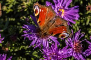 Comment éliminer le papillon du géranium ?