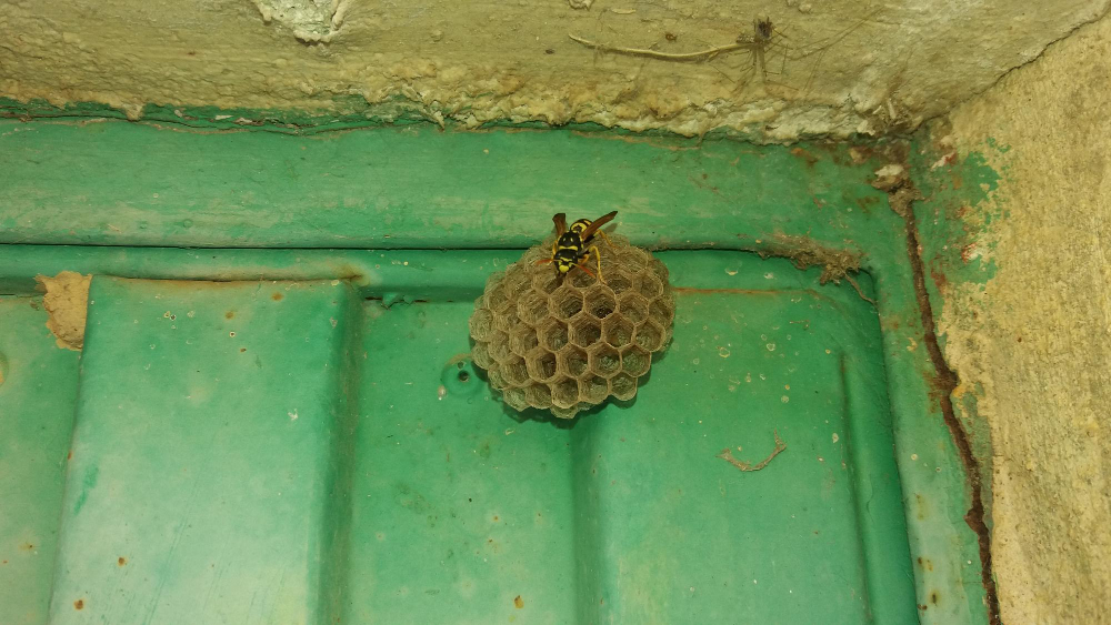 nid de guêpes à la maison