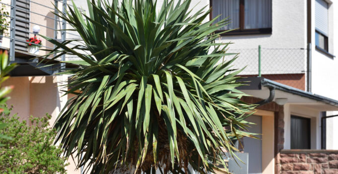 yucca