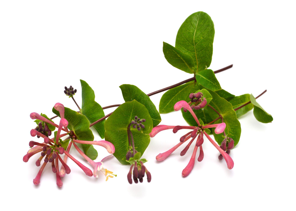 chèvrefeuille 
