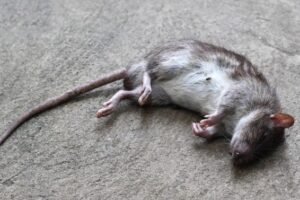 En combien de temps la mort au rat fait effet