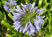 Faut-il couper les feuilles des agapanthes ?<div class="yasr-vv-stars-title-container"><div class='yasr-stars-title yasr-rater-stars'
                          id='yasr-visitor-votes-readonly-rater-668404df14e0a'
                          data-rating='5'
                          data-rater-starsize='16'
                          data-rater-postid='2487'
                          data-rater-readonly='true'
                          data-readonly-attribute='true'
                      ></div><span class='yasr-stars-title-average'>5 (1)</span></div>