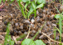 Abeilles de terre : doit-on s’en inquiéter<div class="yasr-vv-stars-title-container"><div class='yasr-stars-title yasr-rater-stars'
id='yasr-visitor-votes-readonly-rater-8f1726adb7c66'
data-rating='4'
data-rater-starsize='16'
data-rater-postid='2645'
data-rater-readonly='true'
data-readonly-attribute='true'
></div><span class='yasr-stars-title-average'>4 (4)</span></div> Abeilles de terre : doit-on s’en inquiéter<div class="yasr-vv-stars-title-container"><div class='yasr-stars-title yasr-rater-stars'
id='yasr-visitor-votes-readonly-rater-f2718f676cad6'
data-rating='4'
data-rater-starsize='16'
data-rater-postid='2645'
data-rater-readonly='true'
data-readonly-attribute='true'
></div><span class='yasr-stars-title-average'>4 (4)</span></div>