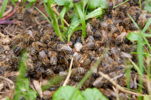 Abeilles de terre : doit-on s&rsquo;en inquiéter