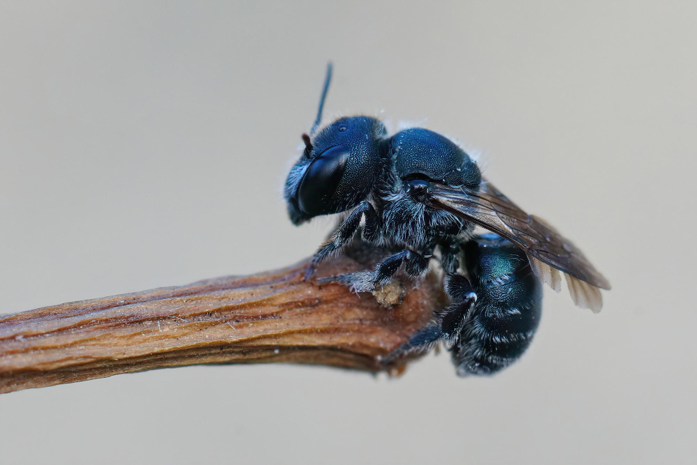 bourdon noir
