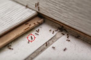 Comment puis-je identifier un insecte dans ma maison ? Les nuisibles les plus connus