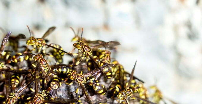 invasion de frelons
