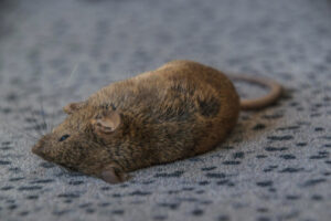 Utilisation de farine et bicarbonate de soude contre les rats