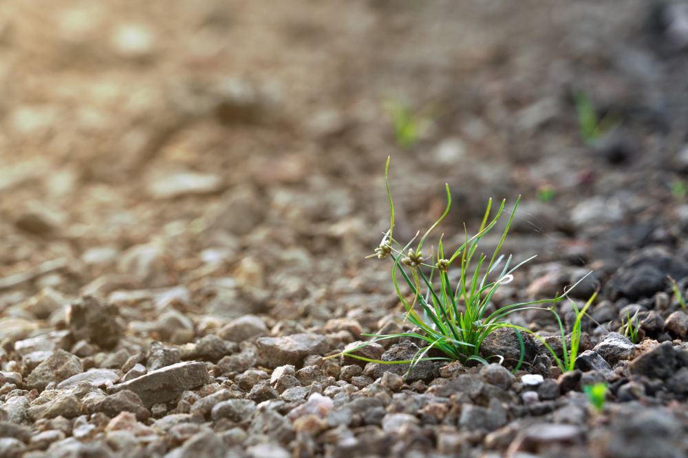 herbe qui pousse dans le gravier