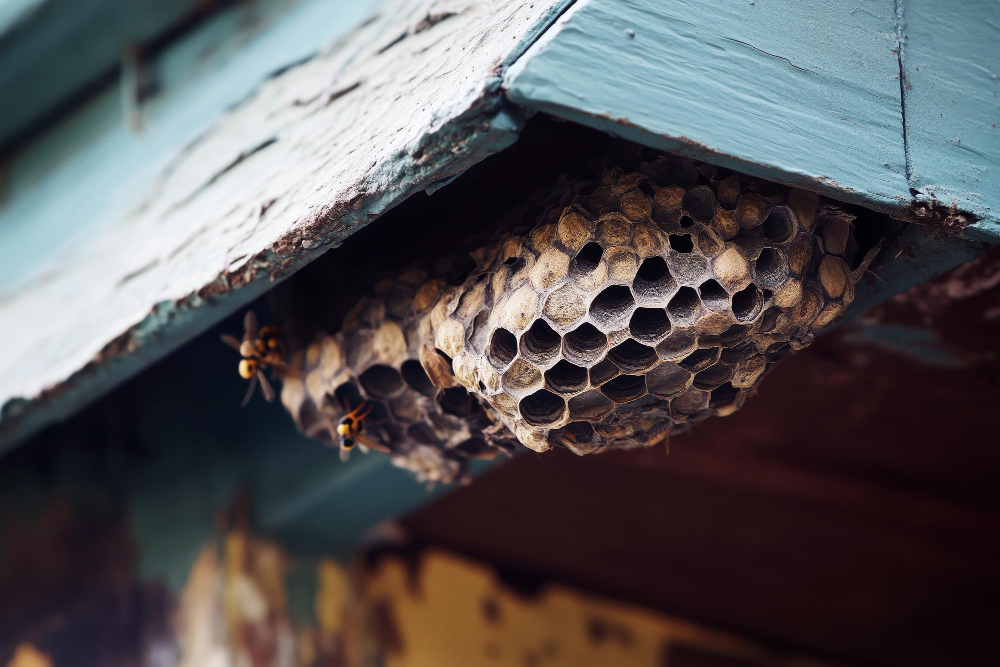Nid de guêpes sur toiture