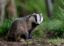 Des trous de blaireau dans le jardin<div class="yasr-vv-stars-title-container"><div class='yasr-stars-title yasr-rater-stars'
                          id='yasr-visitor-votes-readonly-rater-64b6b37c54ad4'
                          data-rating='0'
                          data-rater-starsize='16'
                          data-rater-postid='2725'
                          data-rater-readonly='true'
                          data-readonly-attribute='true'
                      ></div><span class='yasr-stars-title-average'>0 (0)</span></div>
