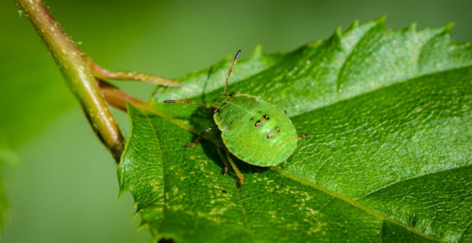 punaise verte