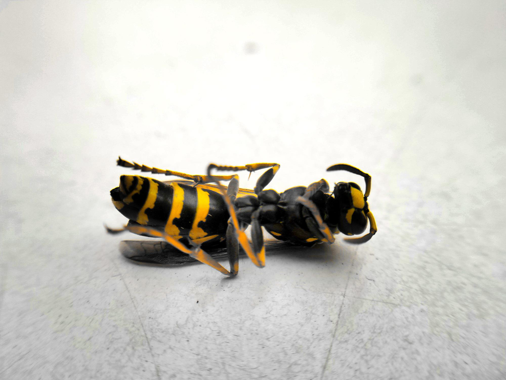 frelon mort