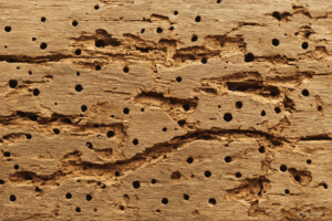 Comment savoir si les vrillettes sont encore dans le bois
