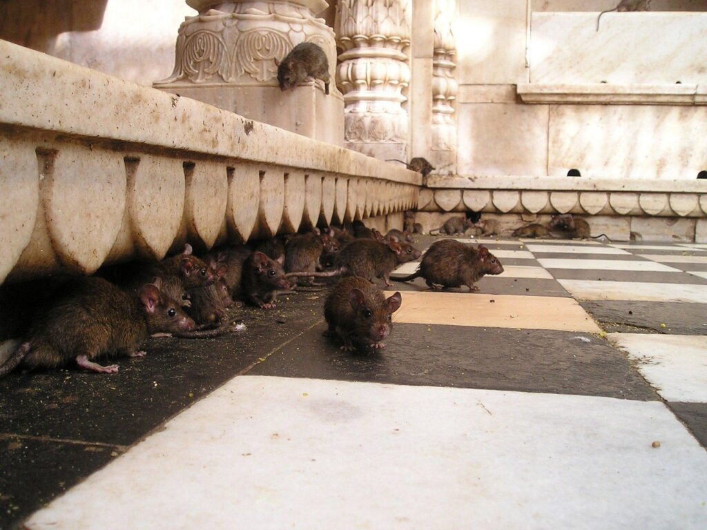 invasion des rats et souris à Paris