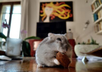 Invasions de rats et souris à Paris : les solutions efficaces pour s’en débarrasser<div class="yasr-vv-stars-title-container"><div class='yasr-stars-title yasr-rater-stars'
id='yasr-visitor-votes-readonly-rater-db4af63087531'
data-rating='5'
data-rater-starsize='16'
data-rater-postid='2674'
data-rater-readonly='true'
data-readonly-attribute='true'
></div><span class='yasr-stars-title-average'>5 (1)</span></div> Invasions de rats et souris à Paris : les solutions efficaces pour s’en débarrasser<div class="yasr-vv-stars-title-container"><div class='yasr-stars-title yasr-rater-stars'
id='yasr-visitor-votes-readonly-rater-d74ba6390b3f5'
data-rating='5'
data-rater-starsize='16'
data-rater-postid='2674'
data-rater-readonly='true'
data-readonly-attribute='true'
></div><span class='yasr-stars-title-average'>5 (1)</span></div>