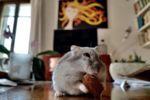 Invasions de rats et souris à Paris : les solutions efficaces pour s’en débarrasser