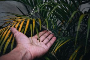Maladie du palmier papillon prévention et soins efficaces