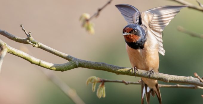 hirondelle