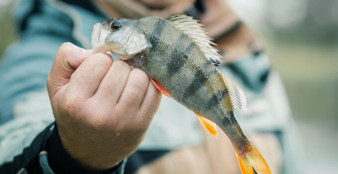 tenir un poisson