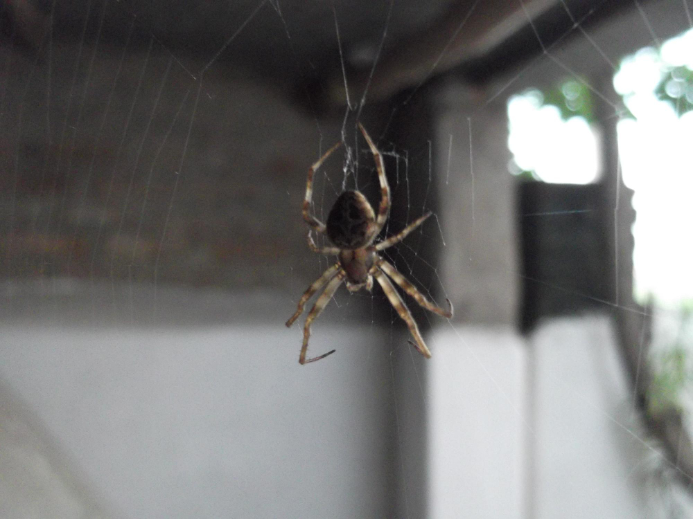 araignée dans la chambre