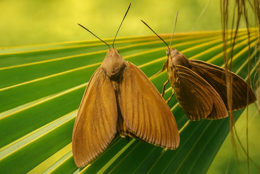 papillon sur palmier