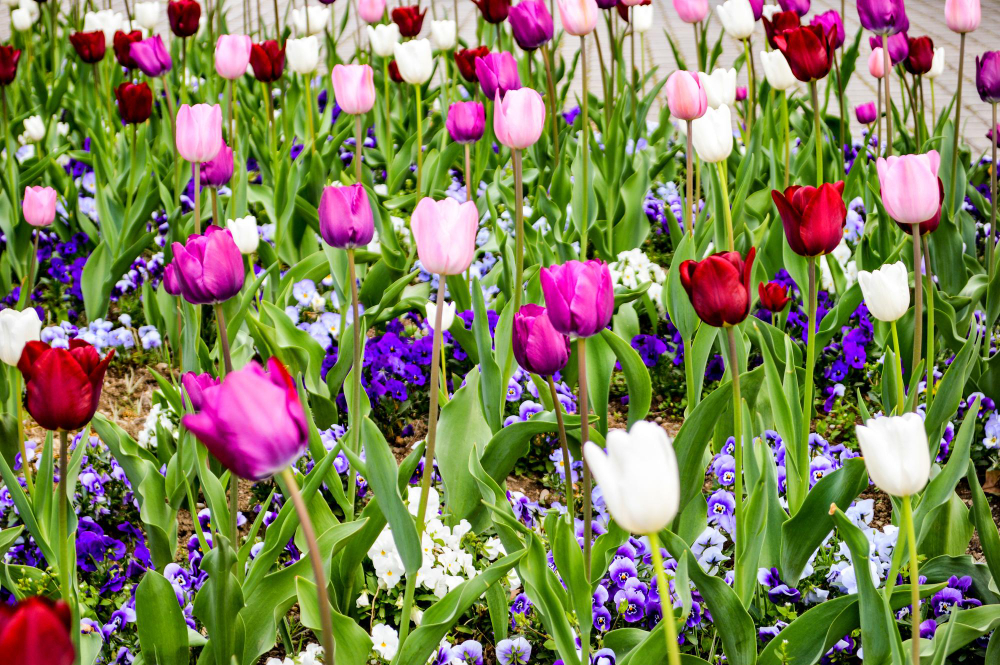 belles tulipes