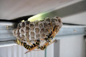 Qui appeler pour enlever un nid de guêpes