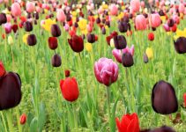 Associer les tulipes à d’autres fleurs : les meilleures combinaisons de couleurs<div class="yasr-vv-stars-title-container"><div class='yasr-stars-title yasr-rater-stars'
                          id='yasr-visitor-votes-readonly-rater-3b64ac862d171'
                          data-rating='0'
                          data-rater-starsize='16'
                          data-rater-postid='2985'
                          data-rater-readonly='true'
                          data-readonly-attribute='true'
                      ></div><span class='yasr-stars-title-average'>0 (0)</span></div>