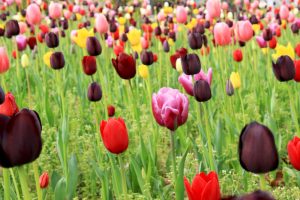 Associer les tulipes à d’autres fleurs : les meilleures combinaisons de couleurs