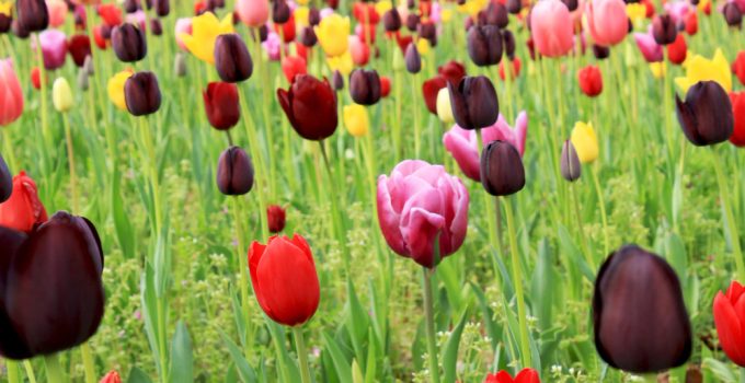 Associer les tulipes