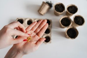 Où acheter des graines potagères bio ?