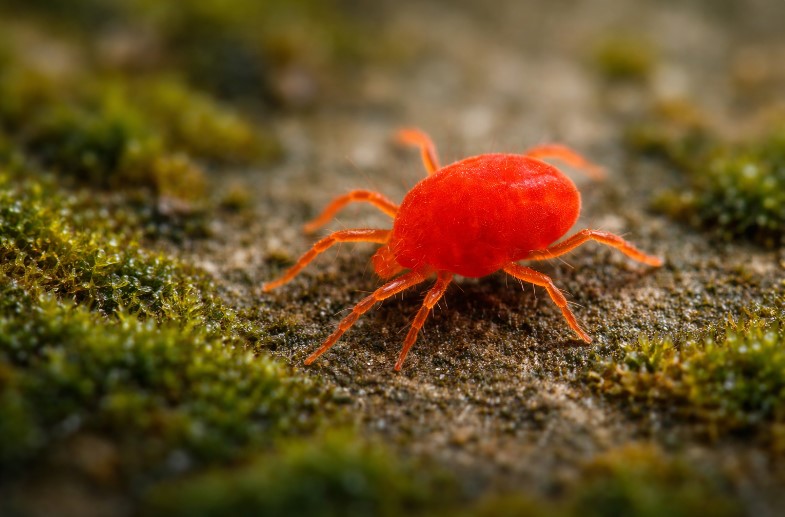 Araignée rouge