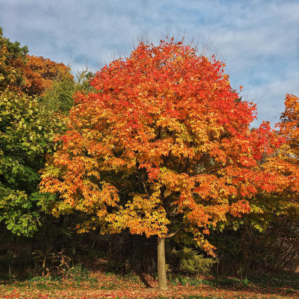 ’érable à feuilles de frêne