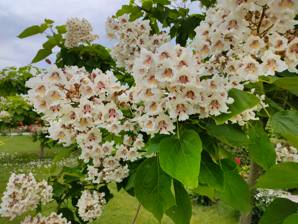 catalpa