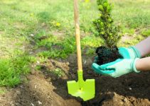 Les arbres qui poussent rapidement en France<div class="yasr-vv-stars-title-container"><div class='yasr-stars-title yasr-rater-stars'
                          id='yasr-visitor-votes-readonly-rater-4bf2a29d663a0'
                          data-rating='0'
                          data-rater-starsize='16'
                          data-rater-postid='3646'
                          data-rater-readonly='true'
                          data-readonly-attribute='true'
                      ></div><span class='yasr-stars-title-average'>0 (0)</span></div>
