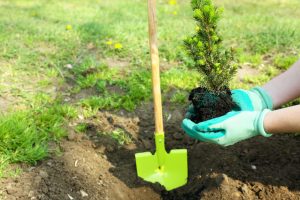 Les arbres qui poussent rapidement en France