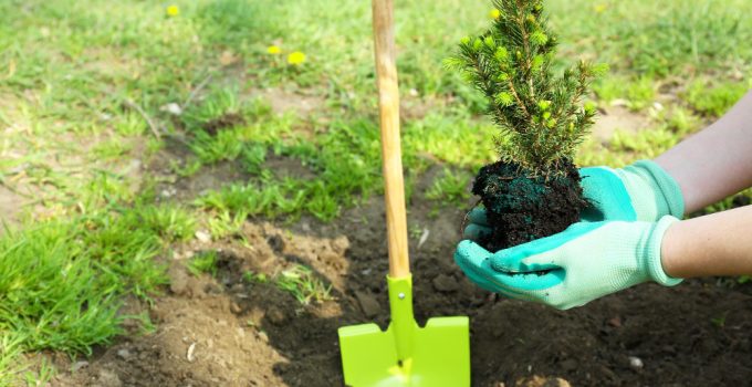 planter arbre