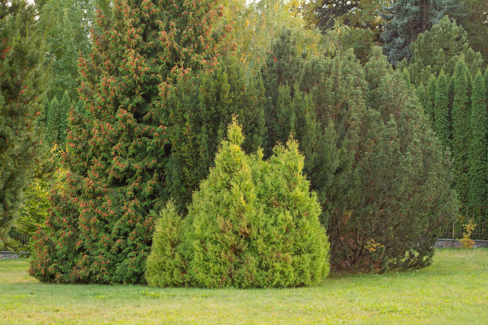 cyprès de Leyland