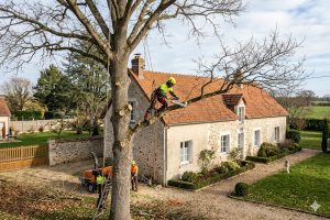 Élaguer un arbre près d&rsquo;une maison : les règles à connaître