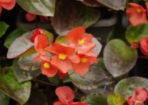 Pourquoi mon bégonia ne fleurit pas<div class="yasr-vv-stars-title-container"><div class='yasr-stars-title yasr-rater-stars'
                          id='yasr-visitor-votes-readonly-rater-d1c7f624a4a59'
                          data-rating='0'
                          data-rater-starsize='16'
                          data-rater-postid='4030'
                          data-rater-readonly='true'
                          data-readonly-attribute='true'
                      ></div><span class='yasr-stars-title-average'>0 (0)</span></div>