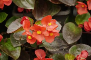 Pourquoi mon bégonia ne fleurit pas