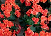 Pourquoi mon bégonia perd ses feuilles<div class="yasr-vv-stars-title-container"><div class='yasr-stars-title yasr-rater-stars'
id='yasr-visitor-votes-readonly-rater-27758ba5876ac'
data-rating='0'
data-rater-starsize='16'
data-rater-postid='4042'
data-rater-readonly='true'
data-readonly-attribute='true'
></div><span class='yasr-stars-title-average'>0 (0)</span></div> Pourquoi mon bégonia perd ses feuilles<div class="yasr-vv-stars-title-container"><div class='yasr-stars-title yasr-rater-stars'
id='yasr-visitor-votes-readonly-rater-aa57775a5682b'
data-rating='0'
data-rater-starsize='16'
data-rater-postid='4042'
data-rater-readonly='true'
data-readonly-attribute='true'
></div><span class='yasr-stars-title-average'>0 (0)</span></div>
