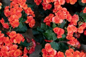 Pourquoi mon bégonia perd ses feuilles